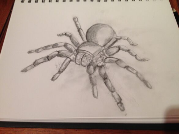 Spider Sketch by Sarah Furey