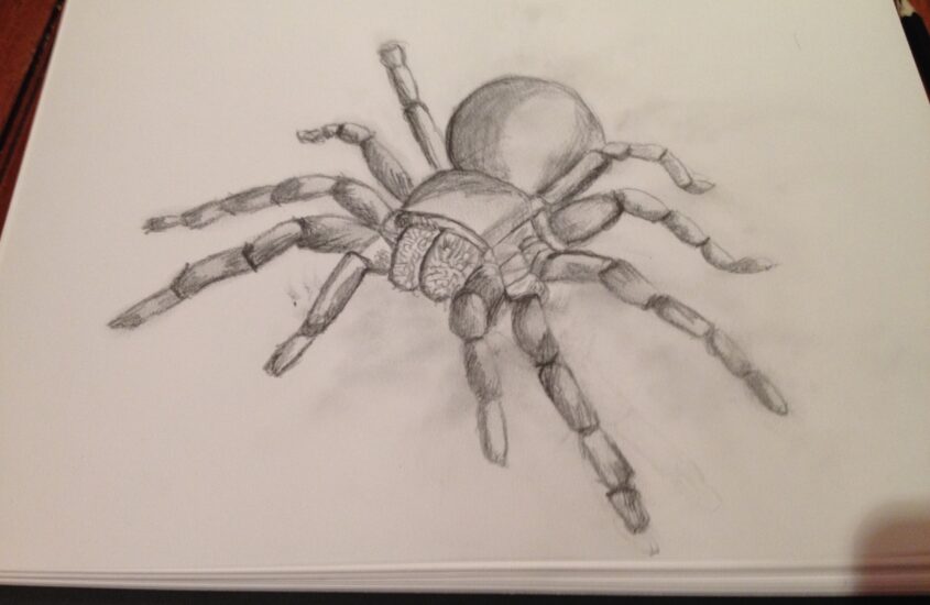 Spider Sketch by Sarah Furey